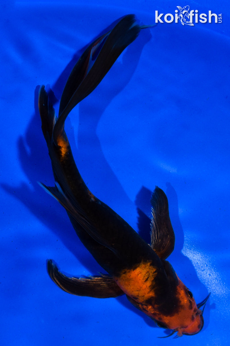 7" KIN HI UTSURI BUTTERFLY