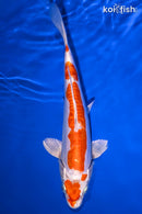 9.25" KIKUSUI