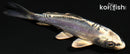 4.25" KIKOKURYU
