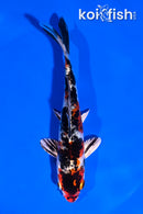 5.5" YAMATO NISHIKI