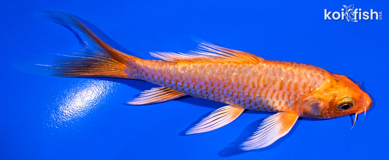 5" ORENJI OGON BUTTERFLY