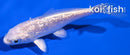 3.75" GINRIN PLATINUM OGON