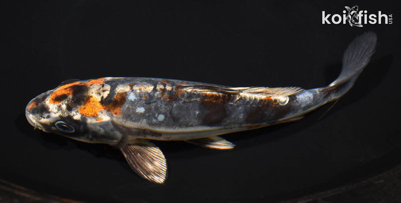 7.75" BENI KIKOKURYU