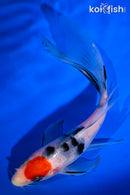 6" TANCHO SANKE BUTTERFLY