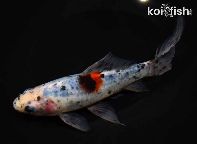7.75" SHUBUNKIN GOLDFISH
