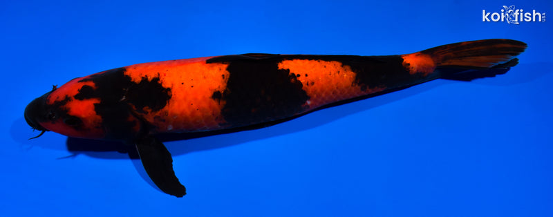 14.25" HI UTSURI