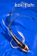 6.75" BENI KIKOKURYU BUTTERFLY