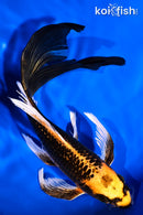 8.25" ORENJI MATSUBA BUTTERFLY