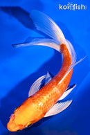 7.5" HARIWAKE BUTTERFLY