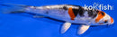 6.75" HEISEI NISHIKI
