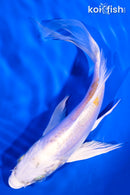 5.75" DOITSU LEMON HARIWAKE BUTTERFLY