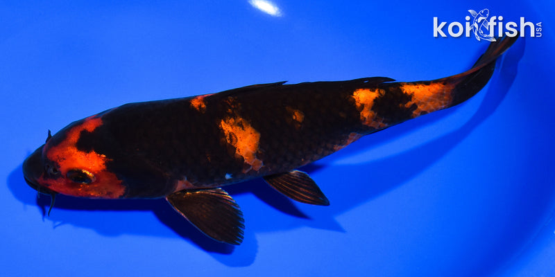 8.5" HI UTSURI