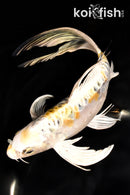 9.25" KIN KIKOKURYU BUTTERFLY