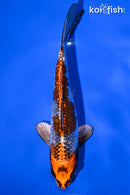 7.25" GINRIN BENI GINGA