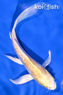 6.75" GINRIN LEMON HARIWAKE BUTTERFLY