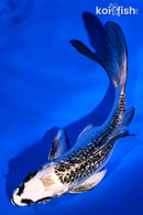5.25" GINRIN GIN MATSUBA BUTTERFLY