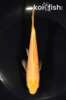 5.75" ARAGOKE CHAGOI