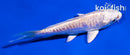 4" ARAGOKE PLATINUM OGON