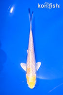 4.5" LEMON HARIWAKE