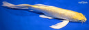 9.75" GINRIN YAMABUKI OGON BUTTERFLY