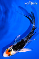 5.5" YAMATO NISHIKI BUTTERFLY