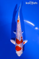 5.5" GINRIN HARIWAKE