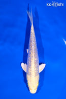 5.5" GINRIN YAMABUKI OGON