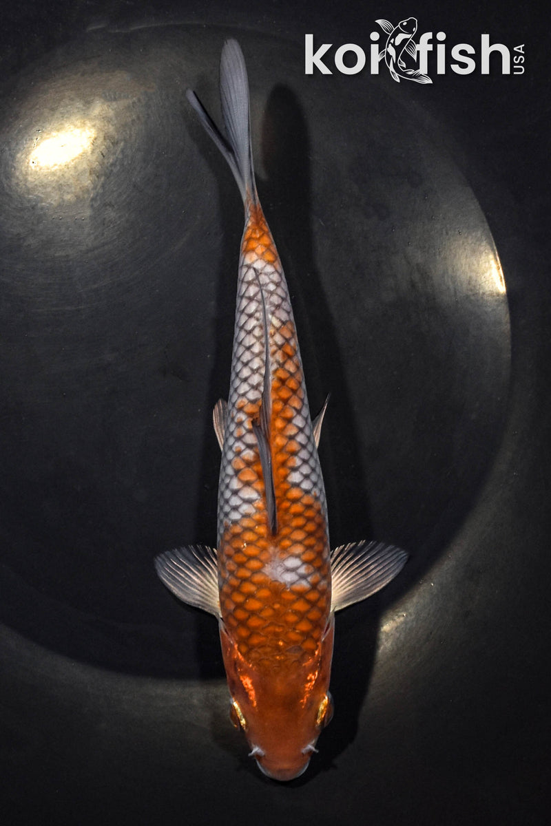 7.5" OCHIBA SHIGURE