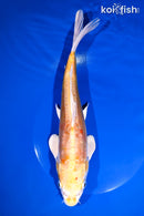 10.5" DOITSU HARIWAKE