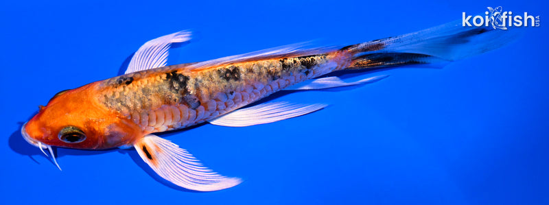 5.25" ORENJI BEKKO BUTTERFLY