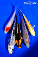 PACK OF (5) 4-5" STANDARD KOI