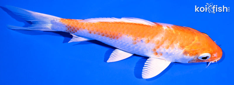 5.5" HARIWAKE