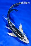 6" KIKOKURYU BUTTERFLY