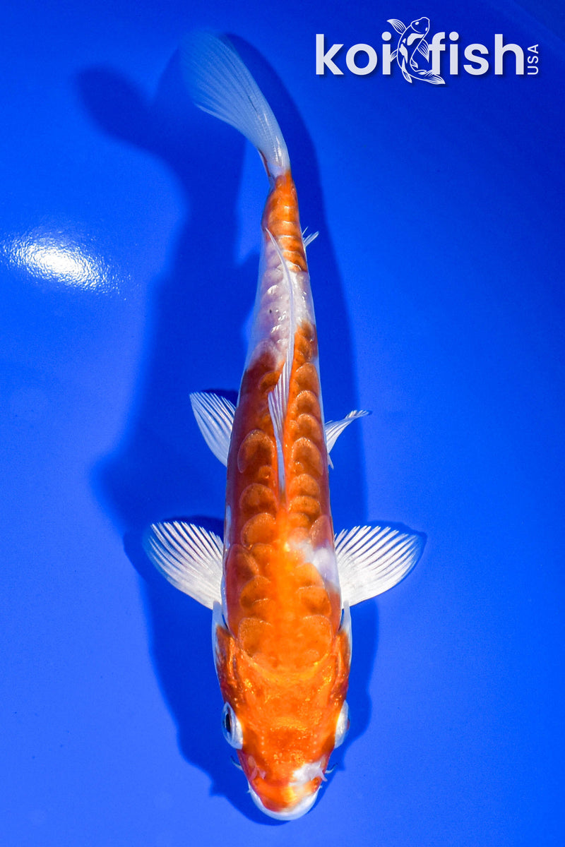 6.75" KIKUSUI