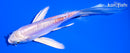 5" KIKUSUI BUTTERFLY