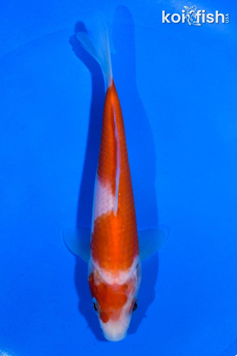 5" KOHAKU