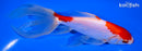 6.5" SARASA WATONAI GOLDFISH