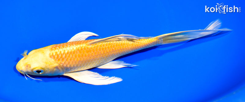 7.75" YAMABUKI OGON BUTTERFLY