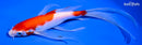 7.75" KOHAKU BUTTERFLY