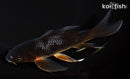 6.25" OCHIBA SHIGURE BUTTERFLY