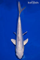7" DOITSU PLATINUM OGON