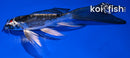 5.75" TANCHO BENI KIKOKURYU BUTTERFLY