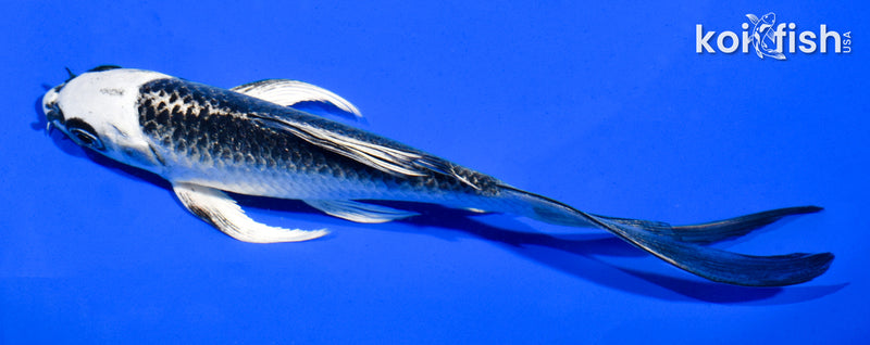 5.5" GIN MATSUBA BUTTERFLY