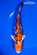 8" KUCHIBENI HEISEI NISHIKI