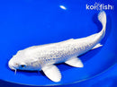 9" GINRIN PLATINUM OGON