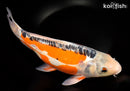 13.75" HI SHUSUI