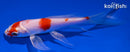 4.75" HARIWAKE BUTTERFLY