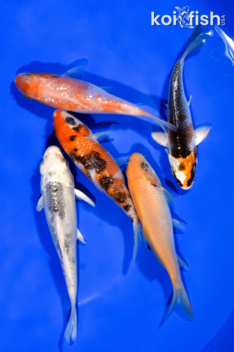 PACK OF (5) 3.5"- 4" STANDARD KOI
