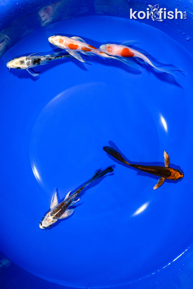 PACK OF (5) 3-4" BUTTERFLY KOI