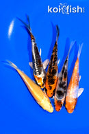 PACK OF (5) 4.25-4.5" STANDARD KOI